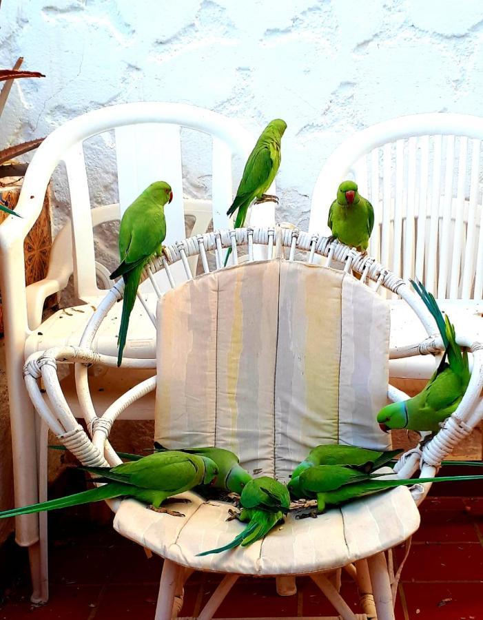 Elana Apartment With Free Wifi Costa Del Silencio Εξωτερικό φωτογραφία